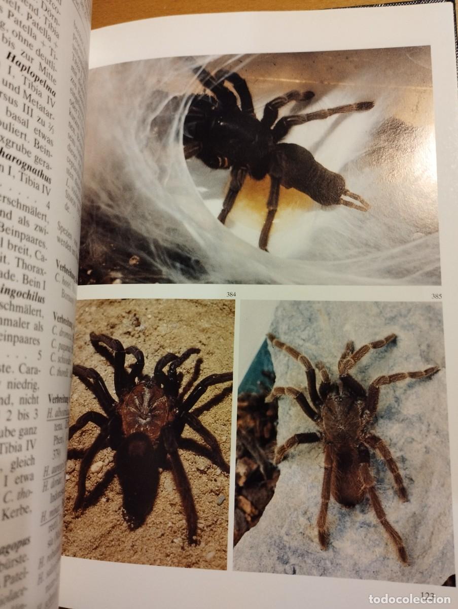 Libros de segunda mano: VOGELSPINNEN (DR. G&Uuml;NTER SCHMIDT) LIBRO EN ALEM&Aacute;N SOBRE TAR&Aacute;NTULAS - Foto 5