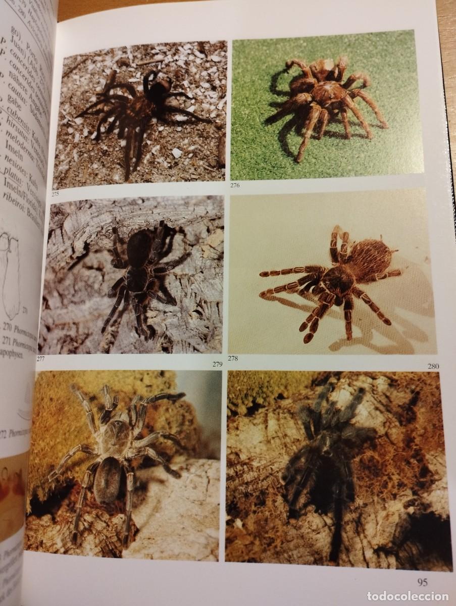 Libros de segunda mano: VOGELSPINNEN (DR. G&Uuml;NTER SCHMIDT) LIBRO EN ALEM&Aacute;N SOBRE TAR&Aacute;NTULAS - Foto 8