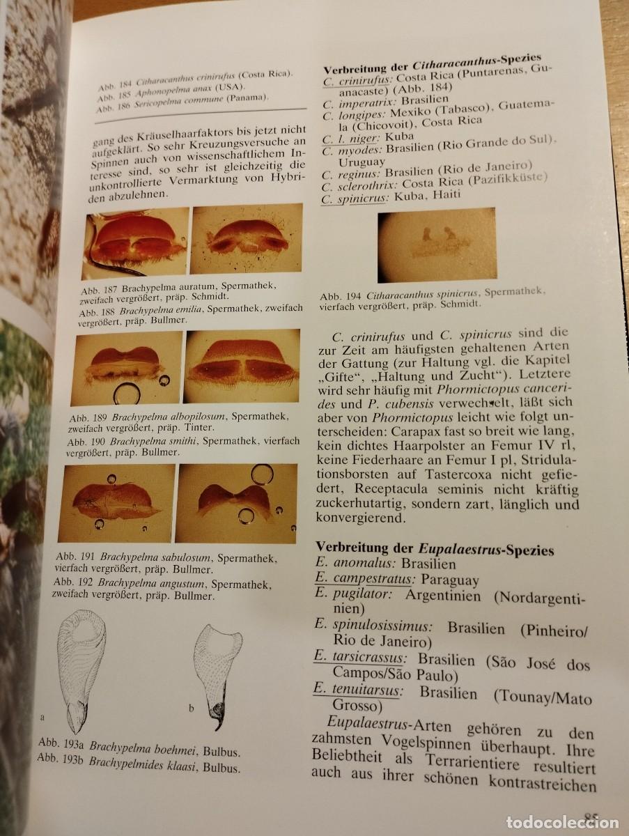 Libros de segunda mano: VOGELSPINNEN (DR. G&Uuml;NTER SCHMIDT) LIBRO EN ALEM&Aacute;N SOBRE TAR&Aacute;NTULAS - Foto 9