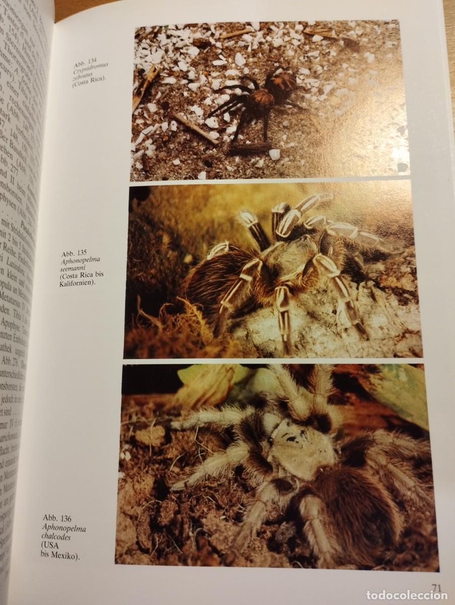 Libros de segunda mano: VOGELSPINNEN (DR. G&Uuml;NTER SCHMIDT) LIBRO EN ALEM&Aacute;N SOBRE TAR&Aacute;NTULAS - Foto 10