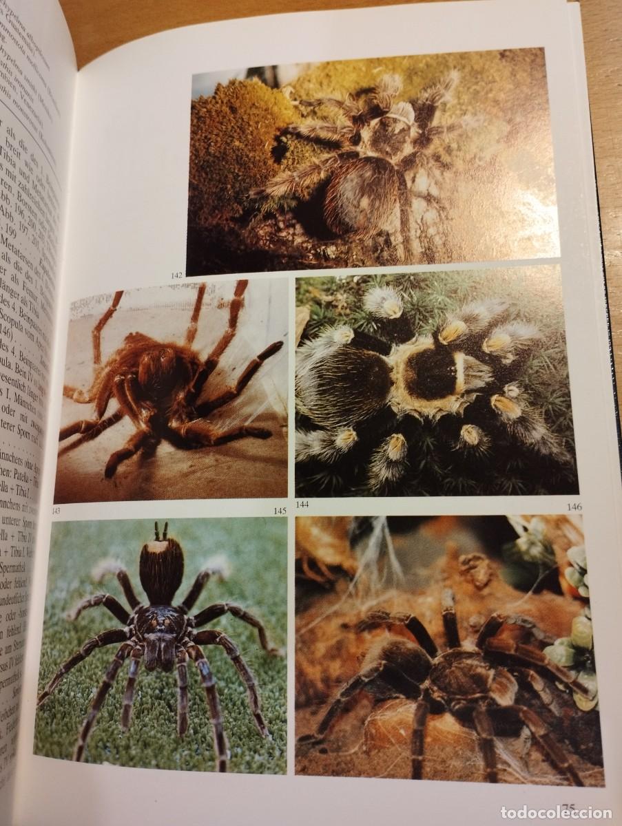 Libros de segunda mano: VOGELSPINNEN (DR. G&Uuml;NTER SCHMIDT) LIBRO EN ALEM&Aacute;N SOBRE TAR&Aacute;NTULAS - Foto 15