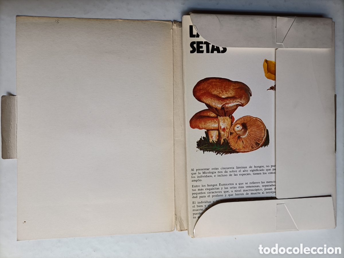 Libros de segunda mano: L&aacute;minas setas.50 l&aacute;minas . Laboratorio Emyfar - Foto 7