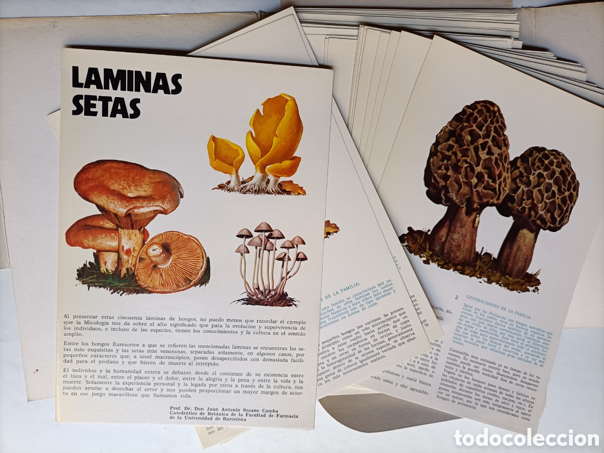 Libros de segunda mano: L&aacute;minas setas.50 l&aacute;minas . Laboratorio Emyfar - Foto 8