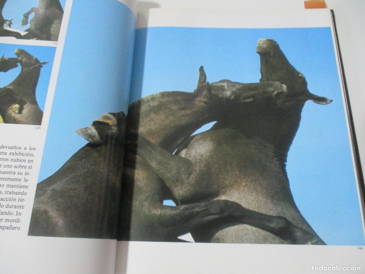 Libros de segunda mano: ROBERT VAVRA La vida secreta del caballo W16626 - Foto 3