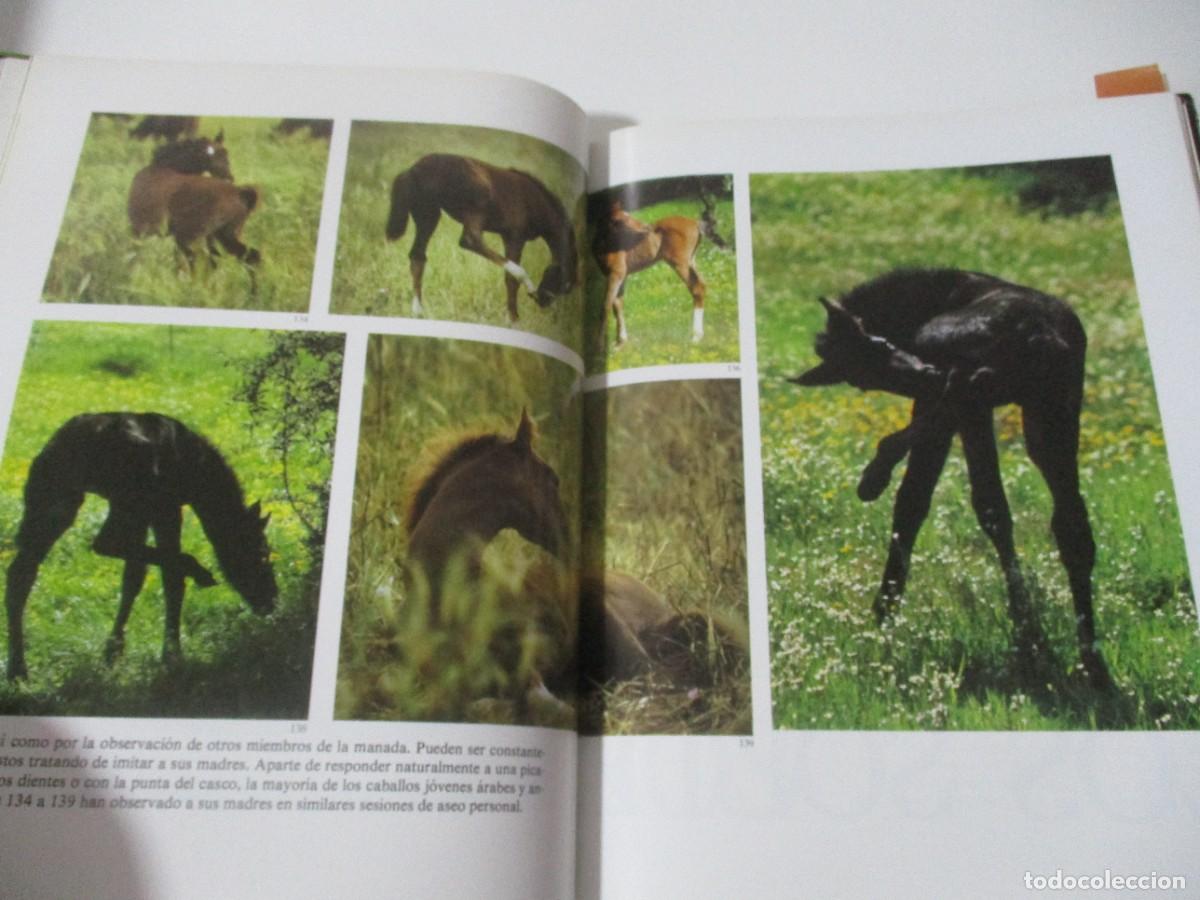 Libros de segunda mano: ROBERT VAVRA La vida secreta del caballo W16626 - Foto 4