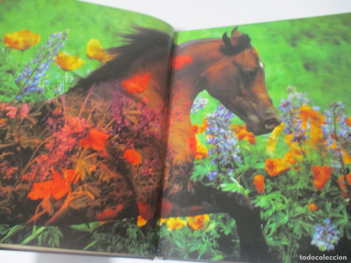 Libros de segunda mano: ROBERT VAVRA Caballos de la luz W16627 - Foto 2