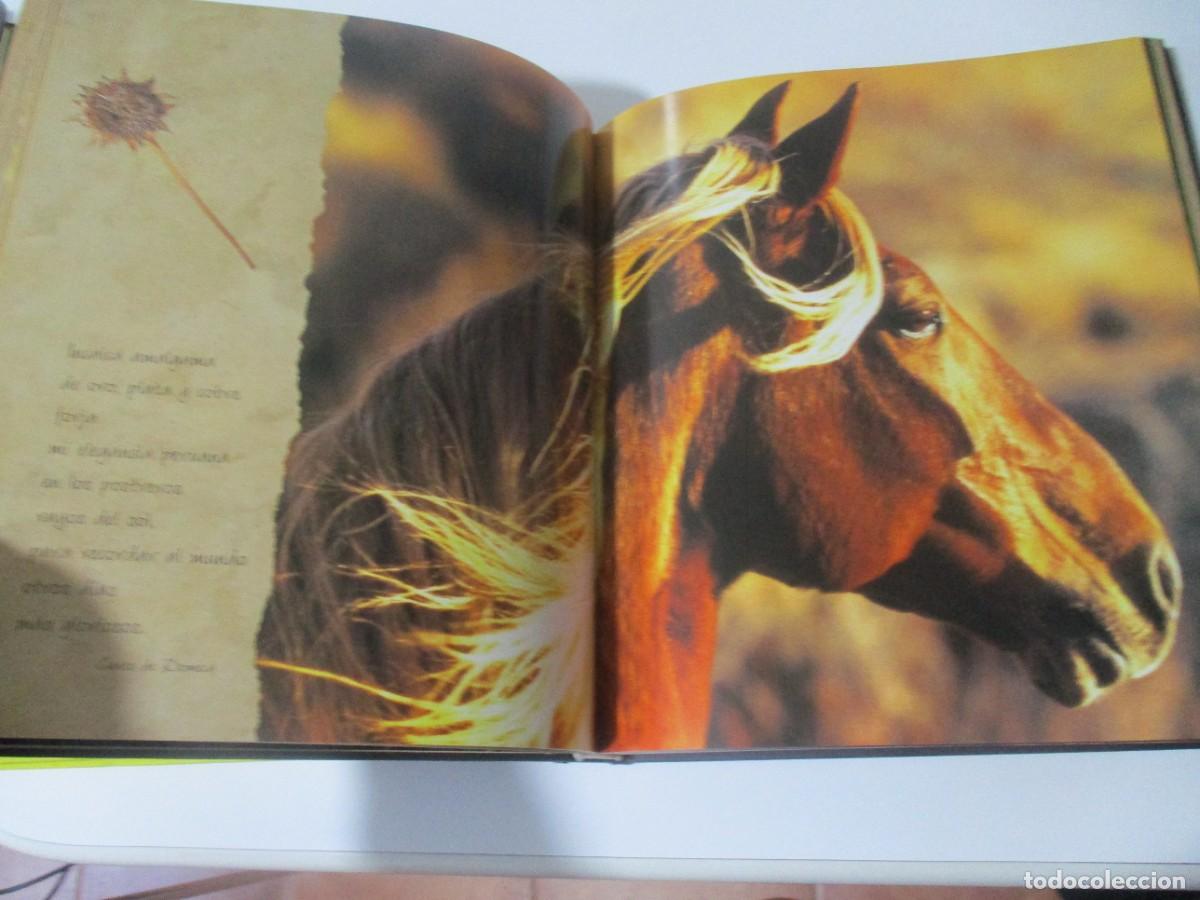 Libros de segunda mano: ROBERT VAVRA Caballos de la luz W16627 - Foto 3