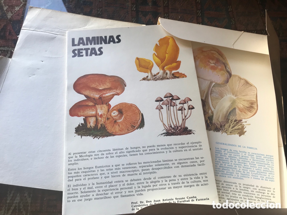 Libros de segunda mano: L&aacute;minas Setas. 50 l&aacute;minas. Laboratorio Emyfar - Foto 3