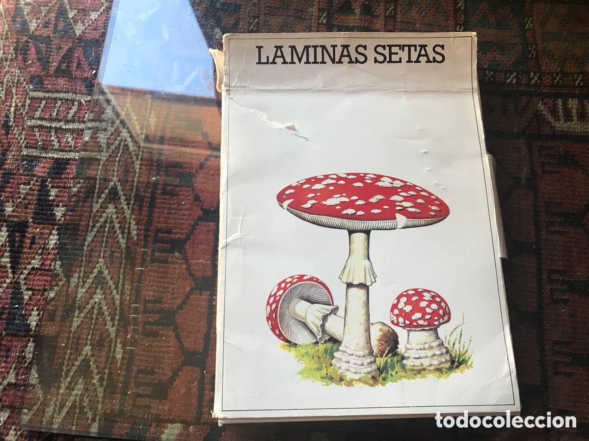 Libros de segunda mano: L&aacute;minas Setas. 50 l&aacute;minas. Laboratorio Emyfar - Foto 1