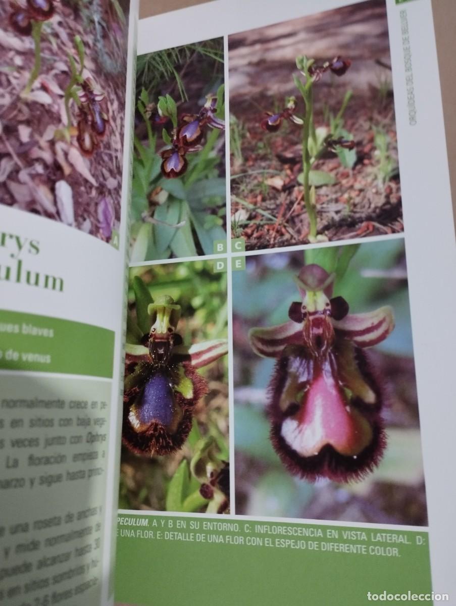 Libros de segunda mano: ORQU&Iacute;DEAS DEL BOSQUE DE BELLVER (MALLORCA) SVEN JONASSON - Foto 7