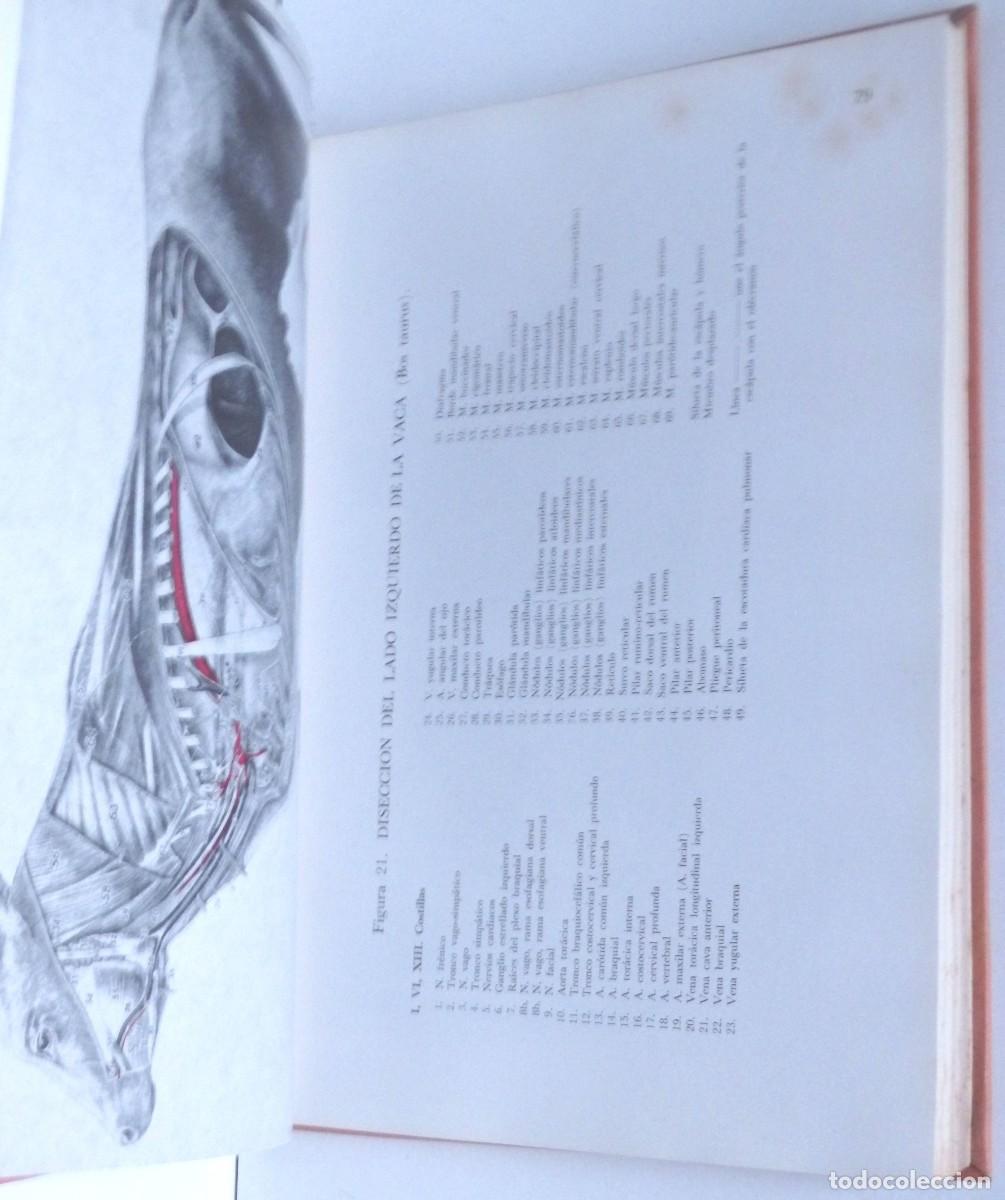 Libros de segunda mano: Robert GETTY, Atlas de Anatom&iacute;a veterinaria aplicada - Foto 2