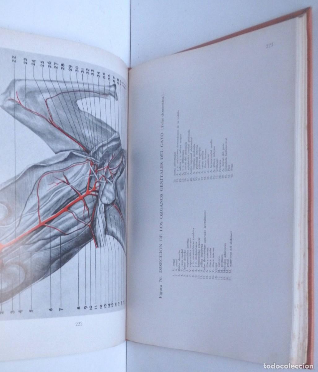 Libros de segunda mano: Robert GETTY, Atlas de Anatom&iacute;a veterinaria aplicada - Foto 3