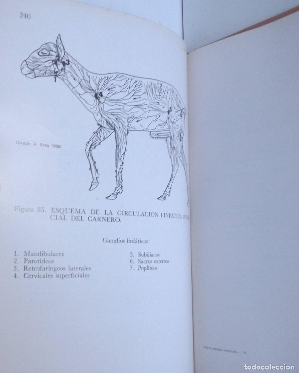 Libros de segunda mano: Robert GETTY, Atlas de Anatom&iacute;a veterinaria aplicada - Foto 4