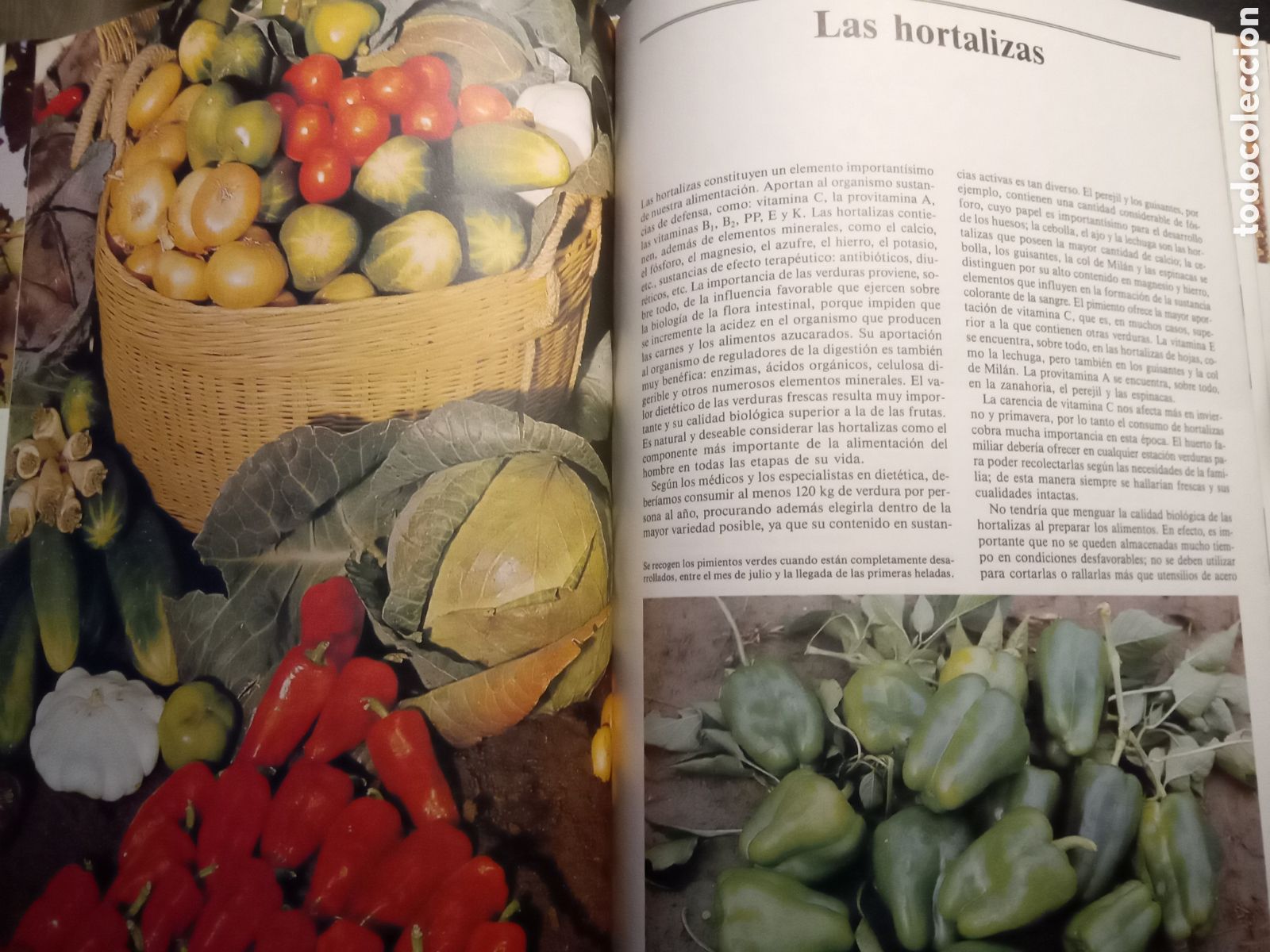 Libros de segunda mano: Enciclopedia de la jardinera. 1989 - Foto 3