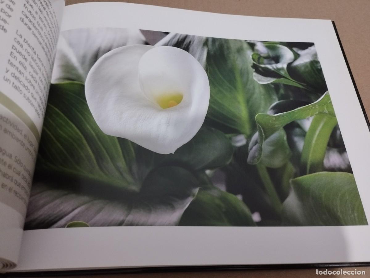Libros de segunda mano: CONOCER NUESTRAS PLANTAS (LA CAIXA) - Foto 9