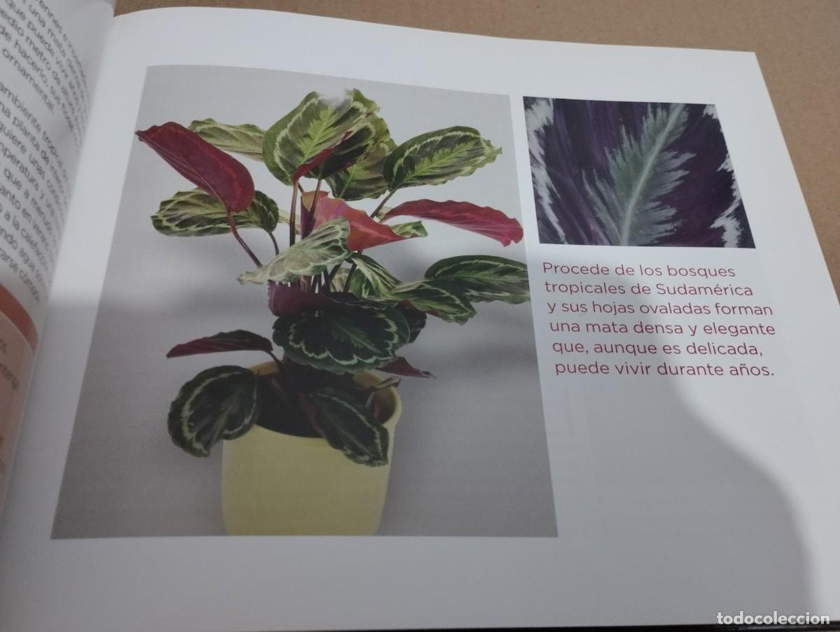 Libros de segunda mano: CONOCER NUESTRAS PLANTAS (LA CAIXA) - Foto 12