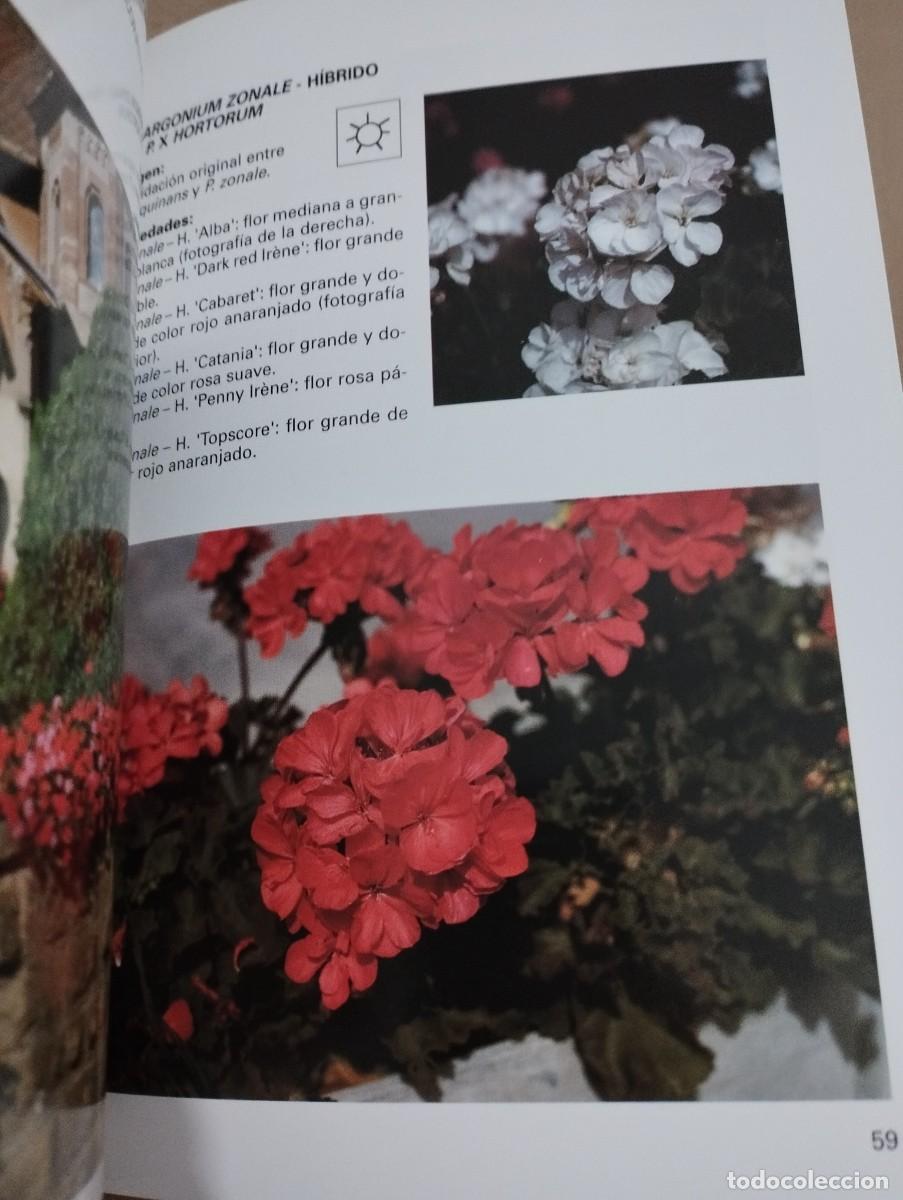 Libros de segunda mano: LOS GERANIOS (PIERRE NESSMANN) SUSAETA - Foto 5