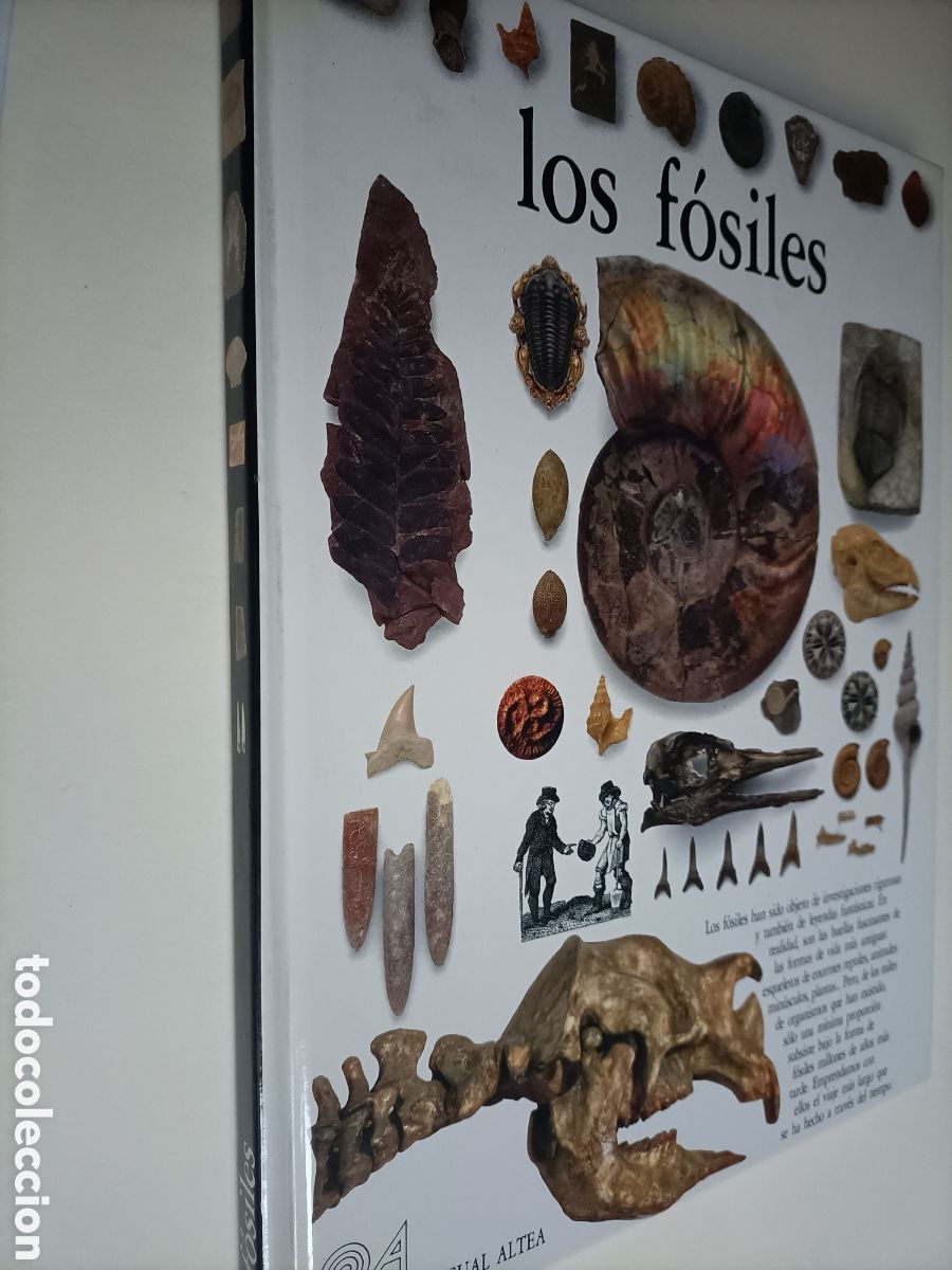 Libros de segunda mano: Los f&oacute;siles Paul D. Taylor - Foto 1