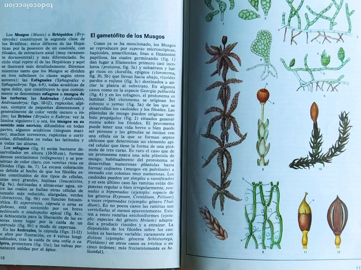 Libros de segunda mano: ATLAS DE BOTANICA, UBERTO TOSCO 1971. - Foto 2