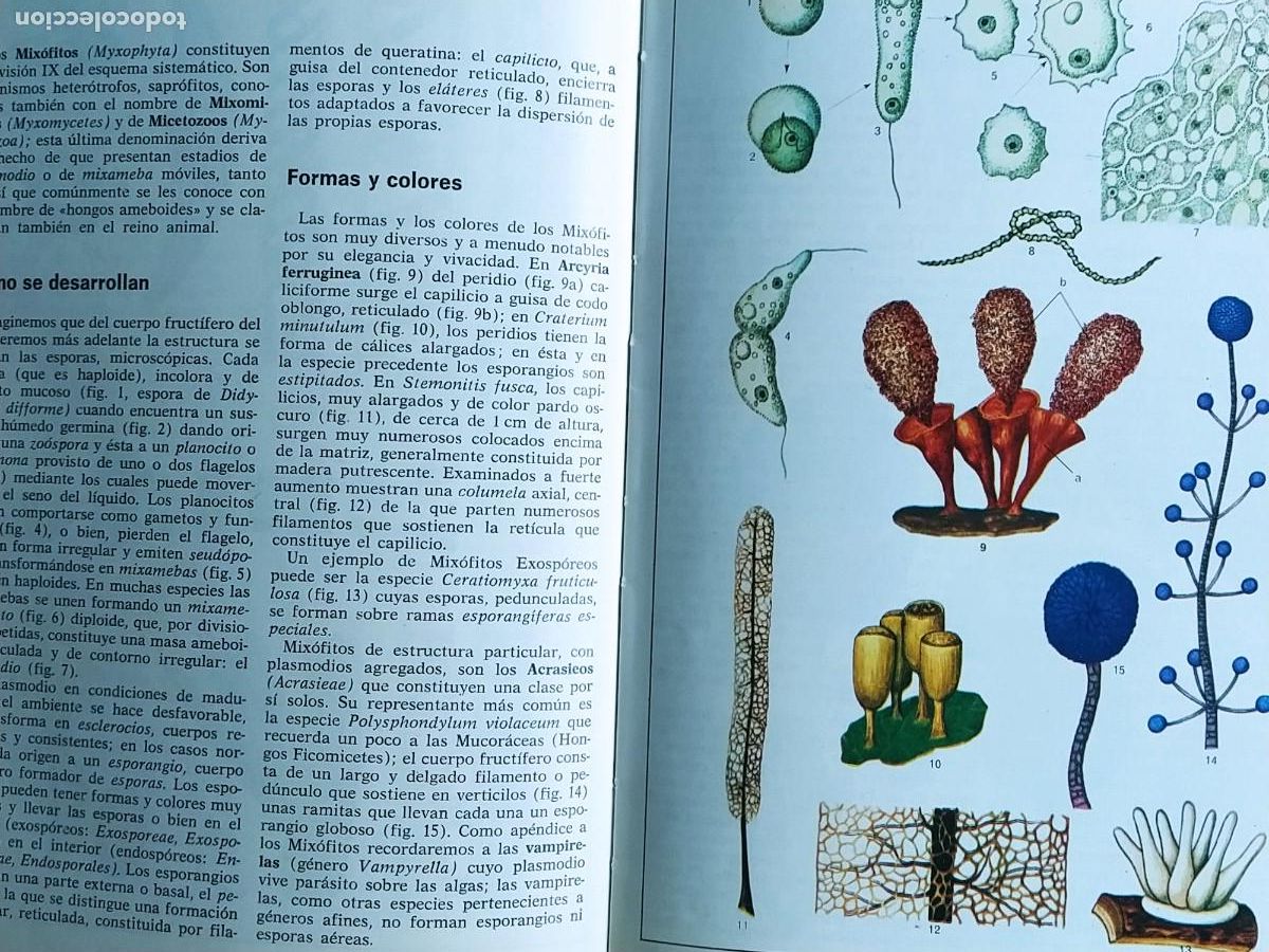 Libros de segunda mano: ATLAS DE BOTANICA, UBERTO TOSCO 1971. - Foto 3