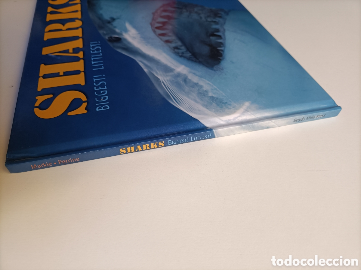Libros de segunda mano: Sharks .Biggest ! Littlest ! Sandra Markle . Libro en ingl&eacute;s tiburones - Foto 2