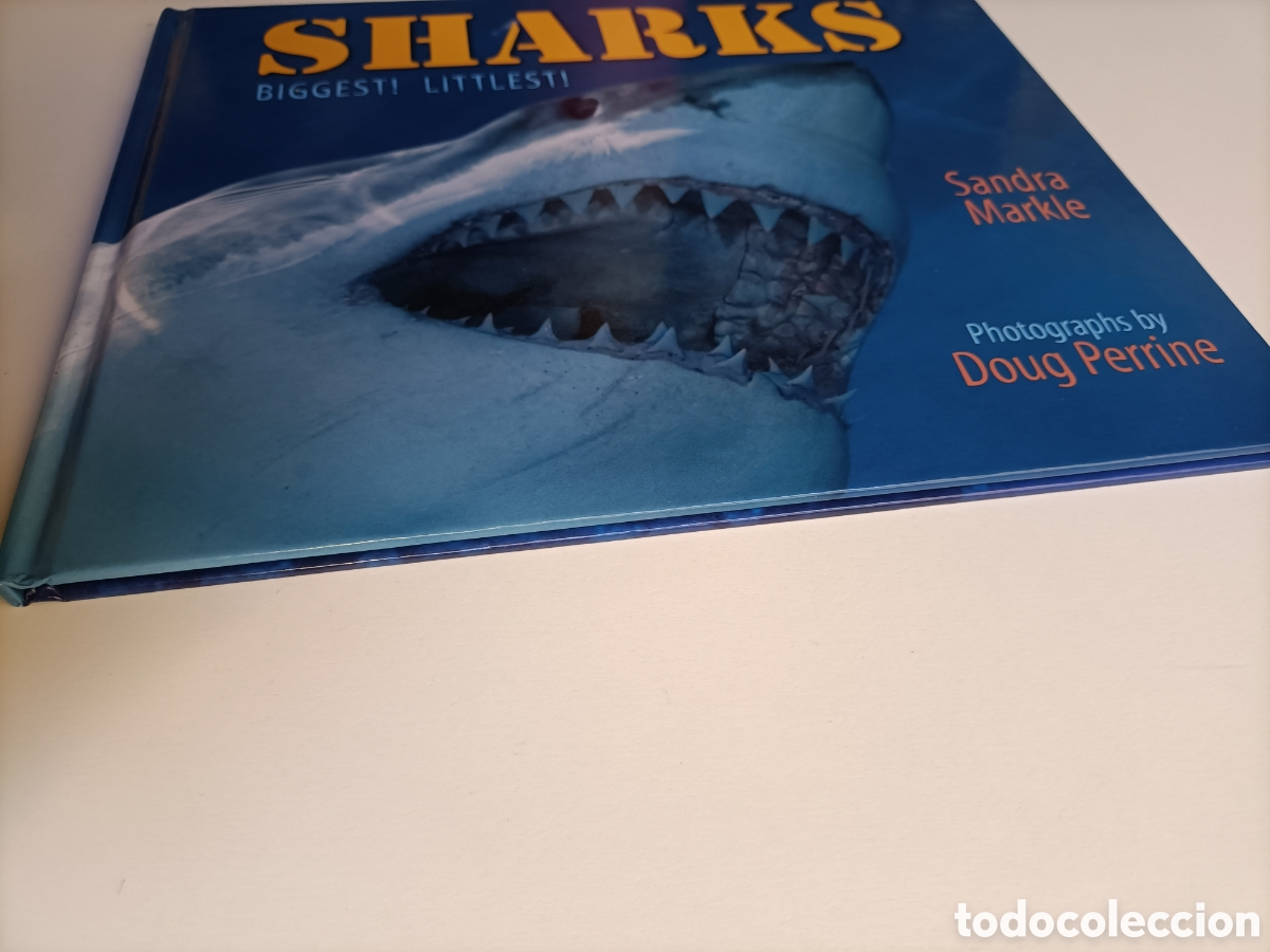 Libros de segunda mano: Sharks .Biggest ! Littlest ! Sandra Markle . Libro en ingl&eacute;s tiburones - Foto 3