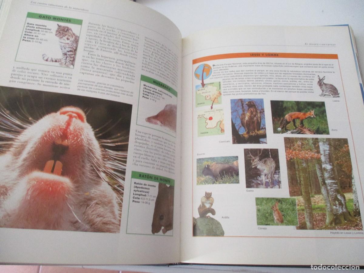 Libros de segunda mano: EL MUNDO DE LOS ANIMALES W17247 - Foto 5