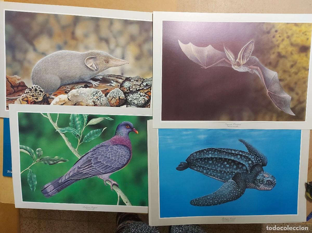 Libros de segunda mano: Fauna Canaria, 12 laminas selectas- JOSE MANUEL MORENO - Foto 2