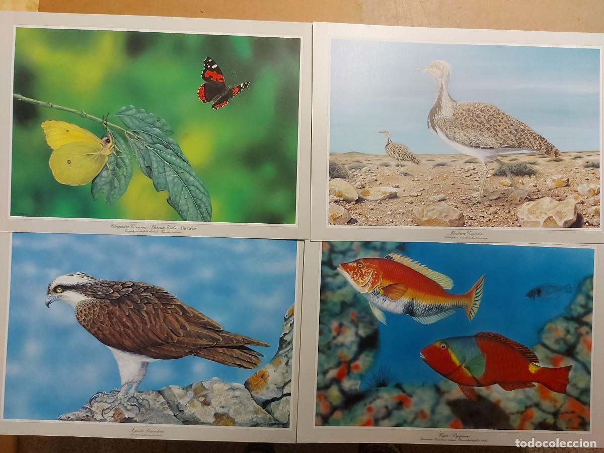 Libros de segunda mano: Fauna Canaria, 12 laminas selectas- JOSE MANUEL MORENO - Foto 4