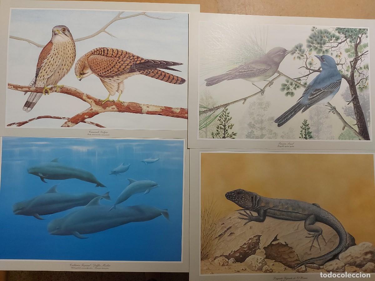 Libros de segunda mano: Fauna Canaria, 12 laminas selectas- JOSE MANUEL MORENO - Foto 5