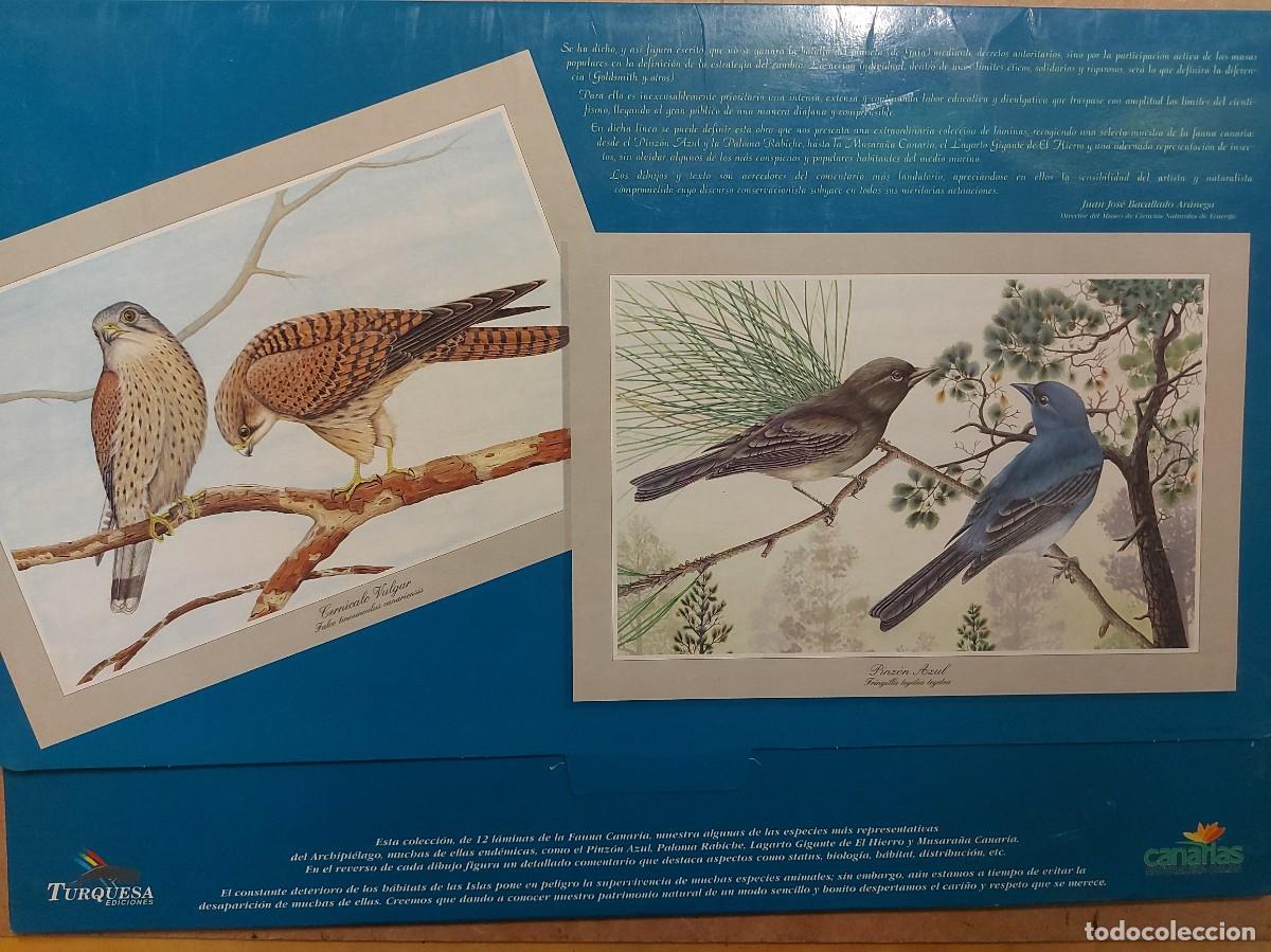 Libros de segunda mano: Fauna Canaria, 12 laminas selectas- JOSE MANUEL MORENO - Foto 6