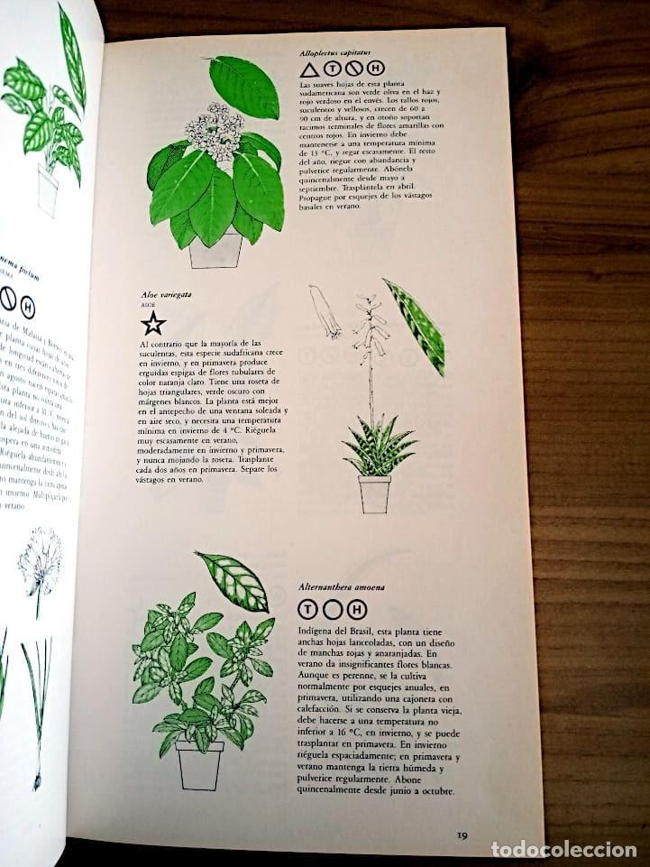 Libros de segunda mano: MANUAL PRACTICO DE PLANTAS DE INTERIOR. SEDDON GEORGE. CIRCULO DE LECTORES. ED. 1990 - Foto 8
