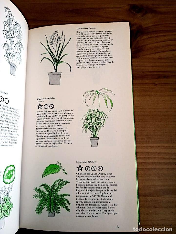 Libros de segunda mano: MANUAL PRACTICO DE PLANTAS DE INTERIOR. SEDDON GEORGE. CIRCULO DE LECTORES. ED. 1990 - Foto 10