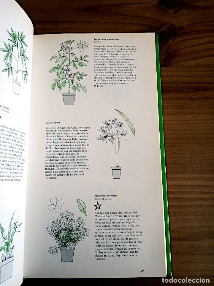 Libros de segunda mano: MANUAL PRACTICO DE PLANTAS DE INTERIOR. SEDDON GEORGE. CIRCULO DE LECTORES. ED. 1990 - Foto 12