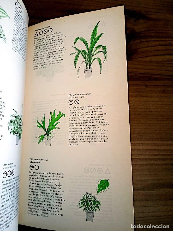 Libros de segunda mano: MANUAL PRACTICO DE PLANTAS DE INTERIOR. SEDDON GEORGE. CIRCULO DE LECTORES. ED. 1990 - Foto 13