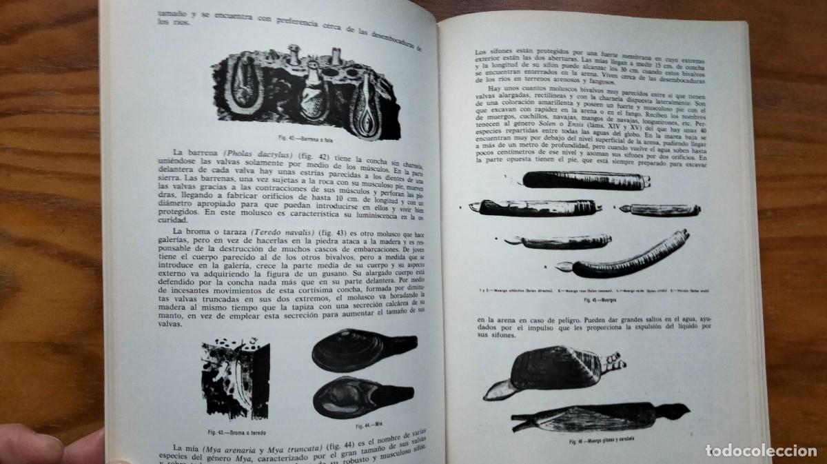 Libros de segunda mano: LOS MARISCOS &ndash; ROBERTO LOTINA BENGURIA - Foto 2
