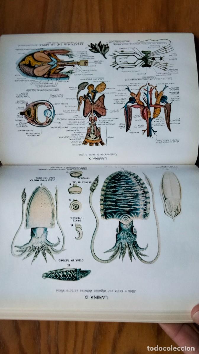 Libros de segunda mano: LOS MARISCOS &ndash; ROBERTO LOTINA BENGURIA - Foto 5