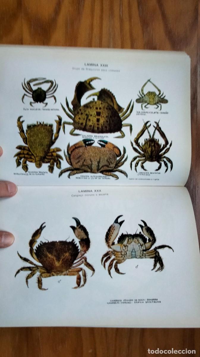 Libros de segunda mano: LOS MARISCOS &ndash; ROBERTO LOTINA BENGURIA - Foto 6