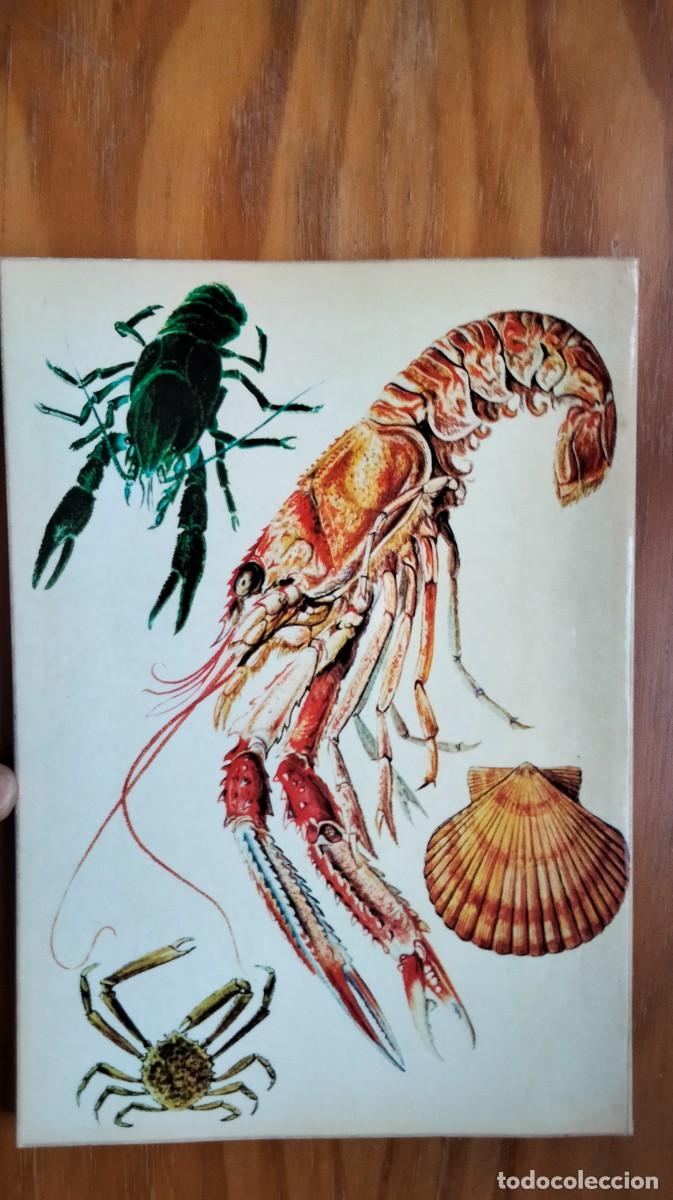 Libros de segunda mano: LOS MARISCOS &ndash; ROBERTO LOTINA BENGURIA - Foto 7
