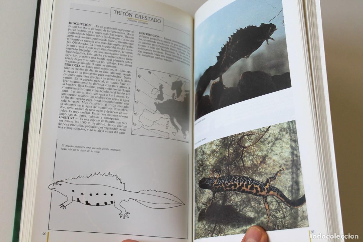 Libros de segunda mano: Bernard Le Garff - Los anfibios y los reptiles en su medio - Plural - Foto 6