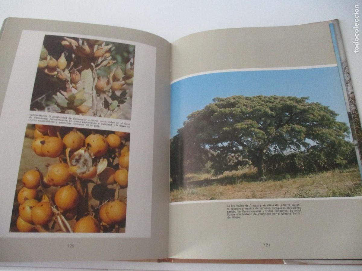 Libros de segunda mano: RICARDO MONTILLA El Tiano W17459 - Foto 3
