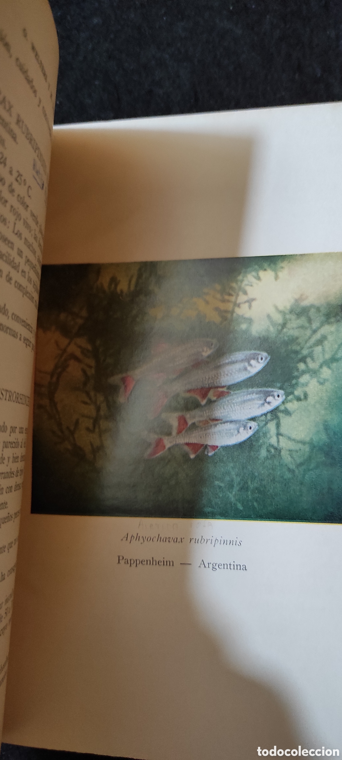 Libros de segunda mano: Los peces tropicales - Foto 7