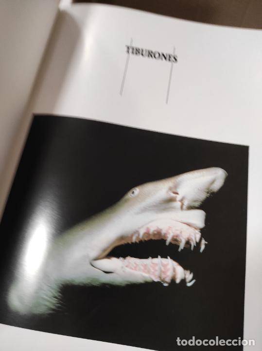 Libros de segunda mano: Tiburones, de John Stevens y Tony Pyrzakowski. - Foto 2