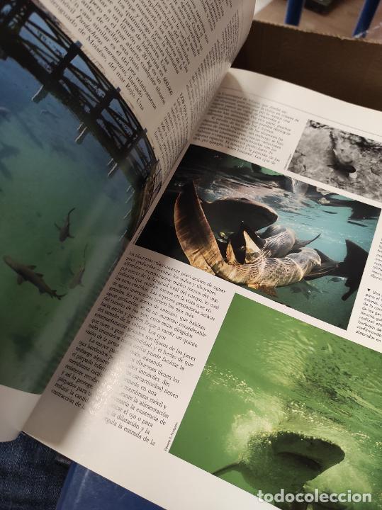 Libros de segunda mano: Tiburones, de John Stevens y Tony Pyrzakowski. - Foto 4