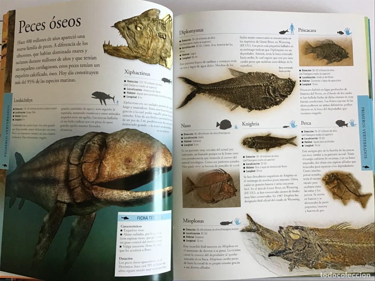 Libros de segunda mano: DINOSAURIOS, LA ENCICLOPEDIA VISUAL / EDITORIAL SAN PABLO - Foto 3