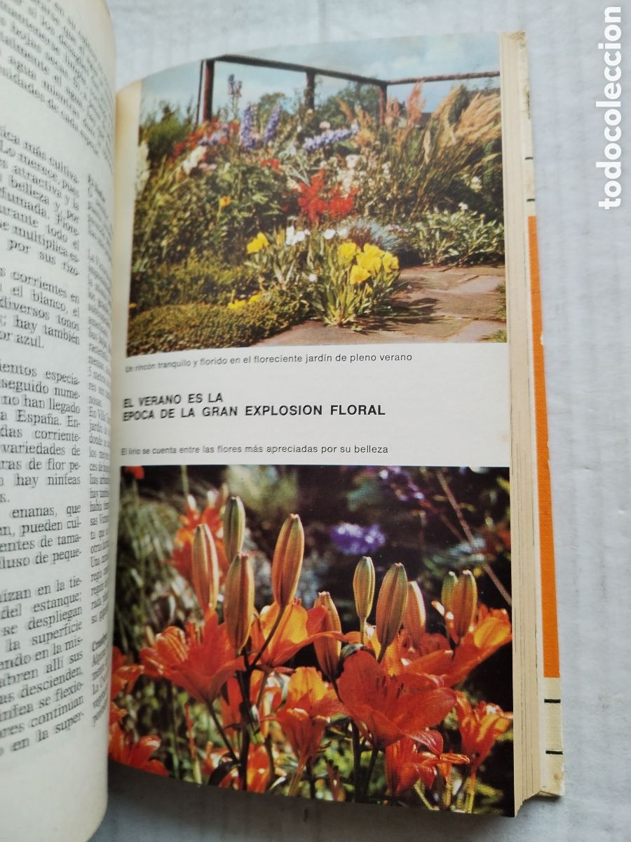 Libros de segunda mano: ABC DE LAS PLANTAS DE JARD&Iacute;N Y TERRAZA - Foto 4