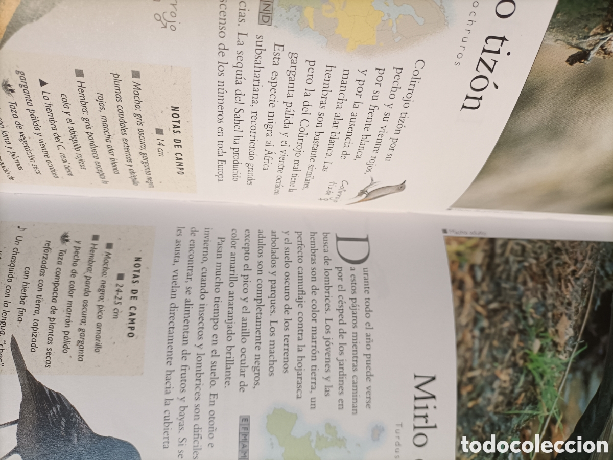 Libros de segunda mano: Aves de Europa Arnoud B. Van den Bergg - Foto 8