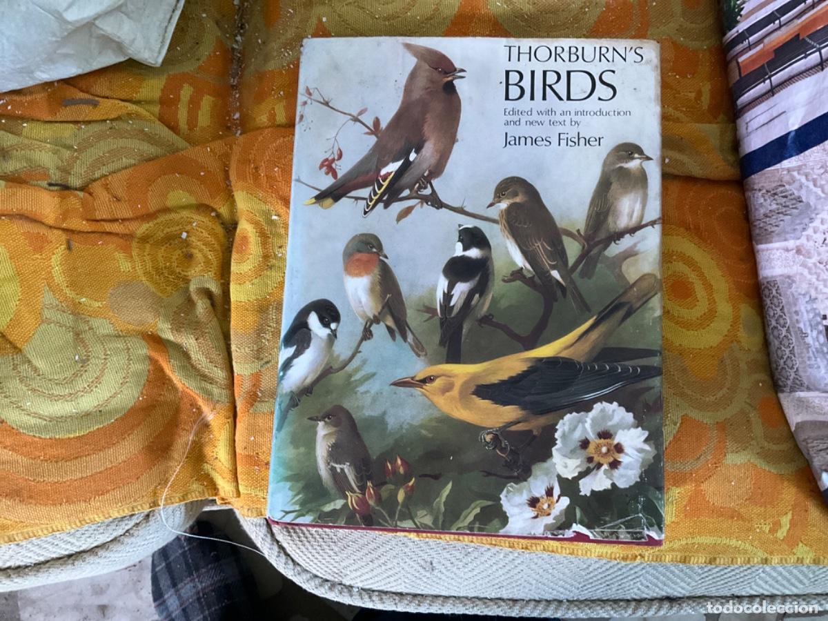 Second hand books: Thorburn&rsquo;s bird ilustraciones de pajaros tex fisher thorburn maravillosas ver fotos
