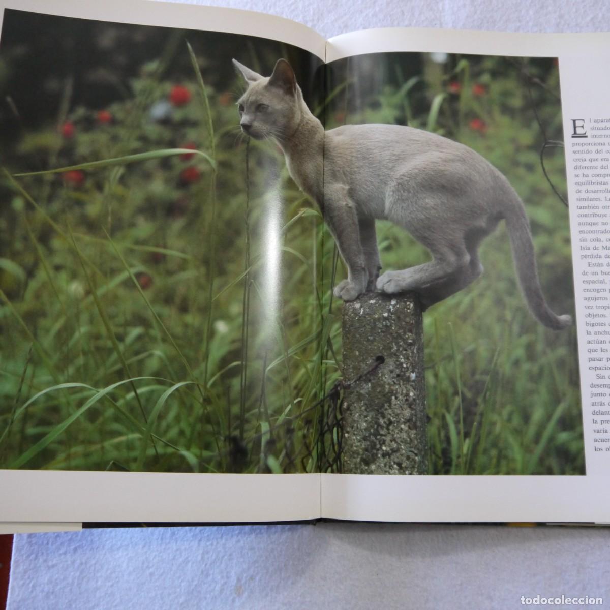 Libros de segunda mano: GATOS - TOM HOWARD - SUSAETA - Foto 5