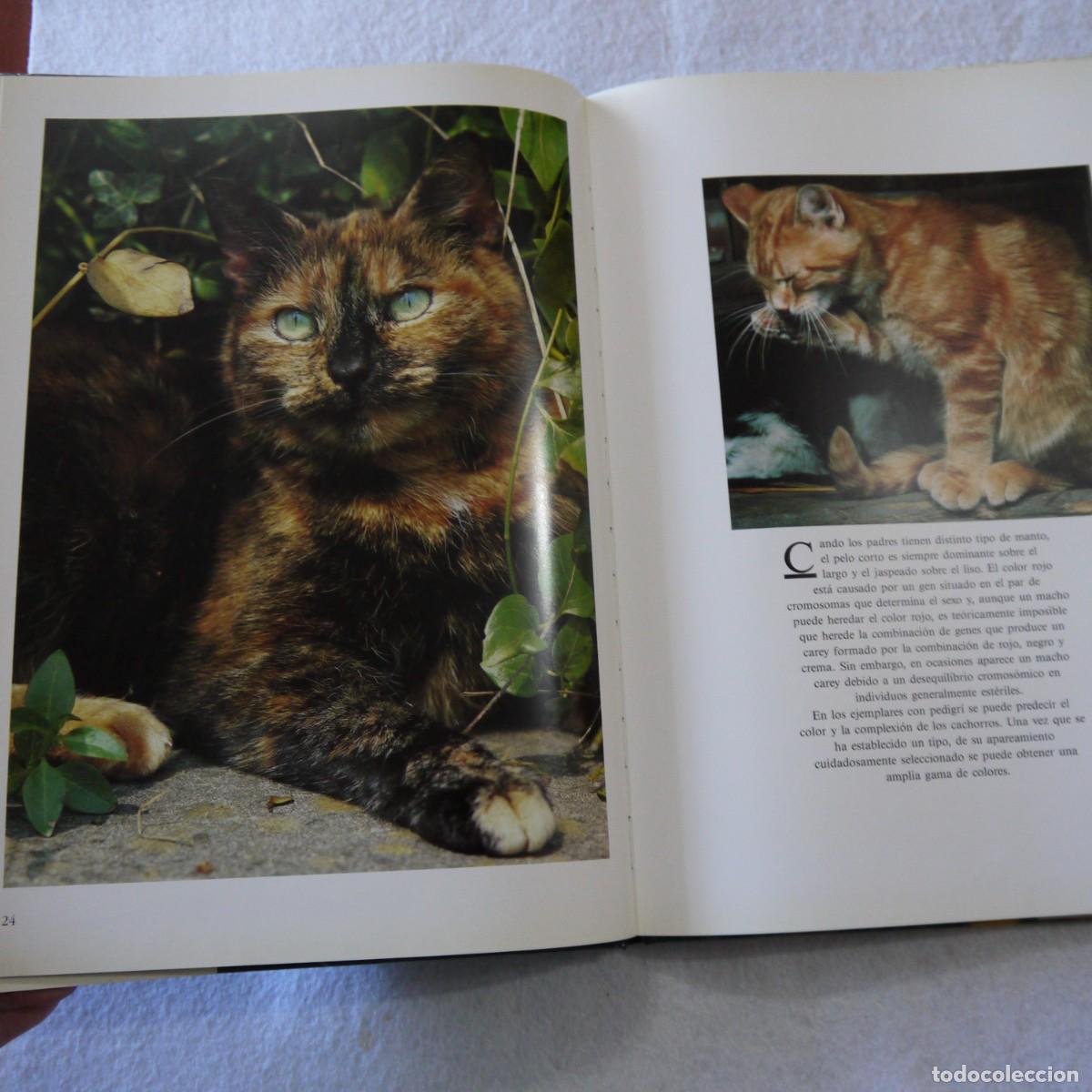 Libros de segunda mano: GATOS - TOM HOWARD - SUSAETA - Foto 6